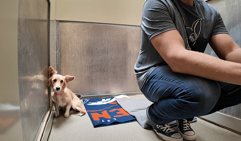 sitting with dogs 52: Piper