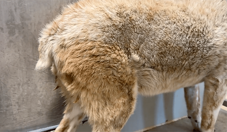 Watch the moment this REALLY Old Shelter Dog gets her first Treat 🥹