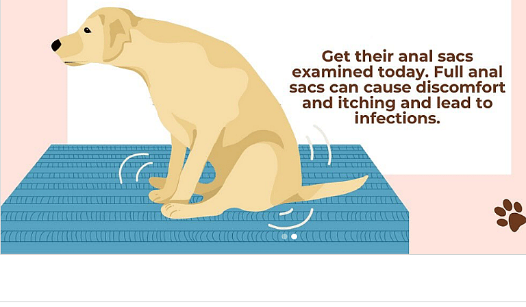 Dog Dragging His Bum Along the Floor