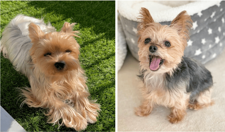 Parti Yorkies 