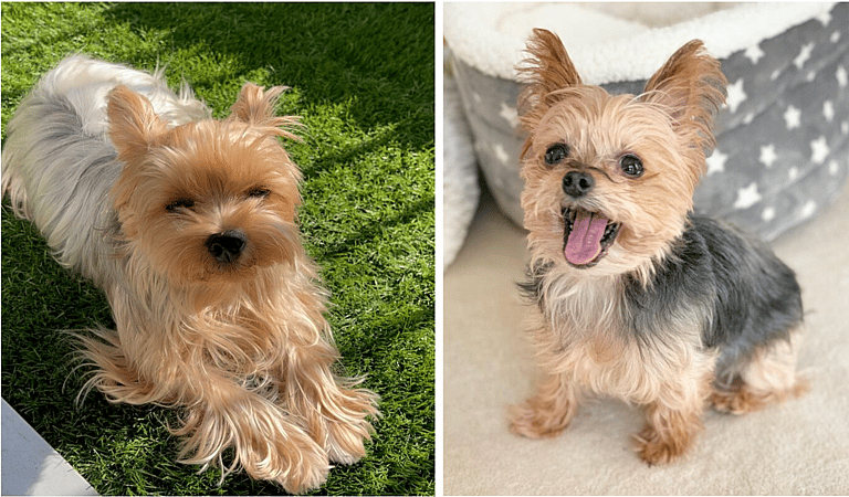 Parti Yorkies