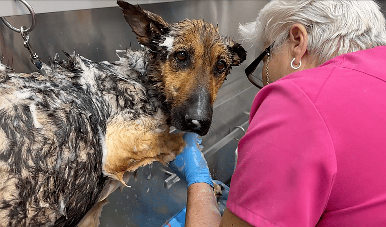 emaciated german shepher