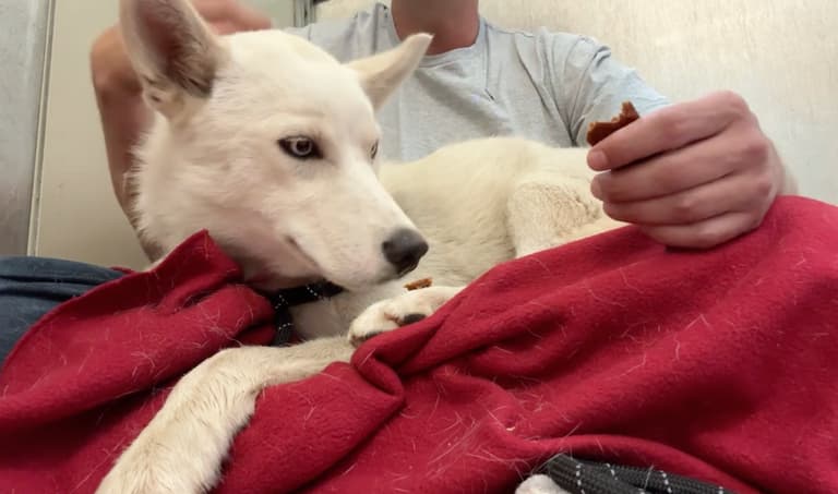 Watch the Moment Shut Down Husky Takes her First Dog Treat