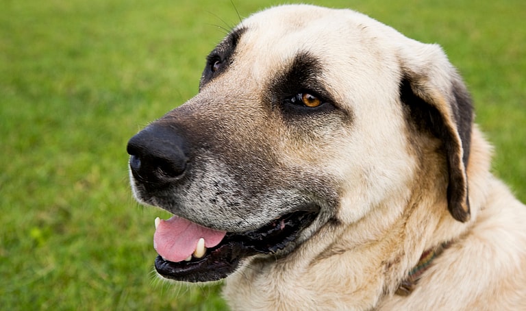 Kangal Dog