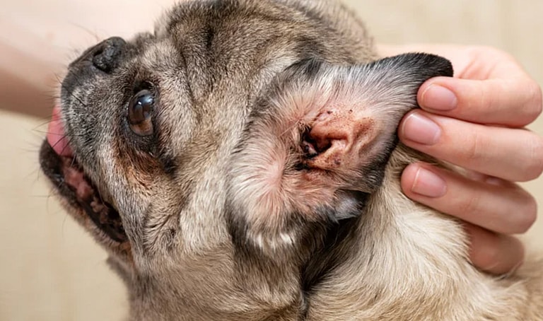 French Bulldog’s Lifespan