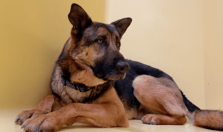 Sitting with dogs: Longest-Resident Shelter Dog Keeps Lonely Watch As People Overlook Him Day After Day