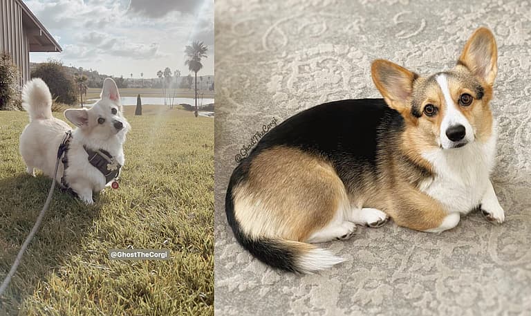 Corgis With Tails: Ghost & Laser