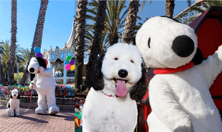 Sheepadoodle