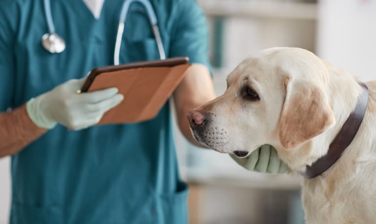 Dehydration in Dogs