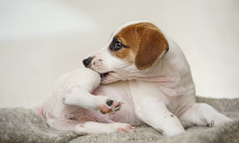 Best Dog Foods for Dogs with Allergies