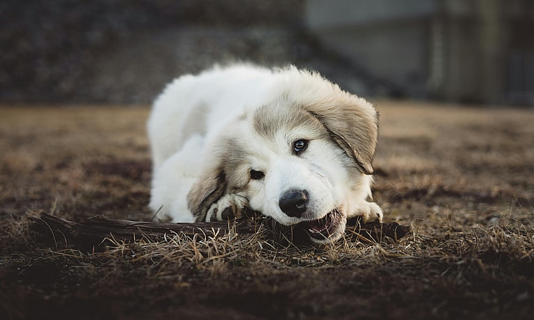 Not Sure How to Help Your Teething Puppy? This Golden Retriever Owner Has the Answers