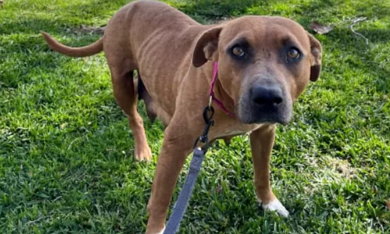 Dog rescue: Stray Pit Bull Shot 25+ Times Still Loving After Rescuing Her 15 Pups