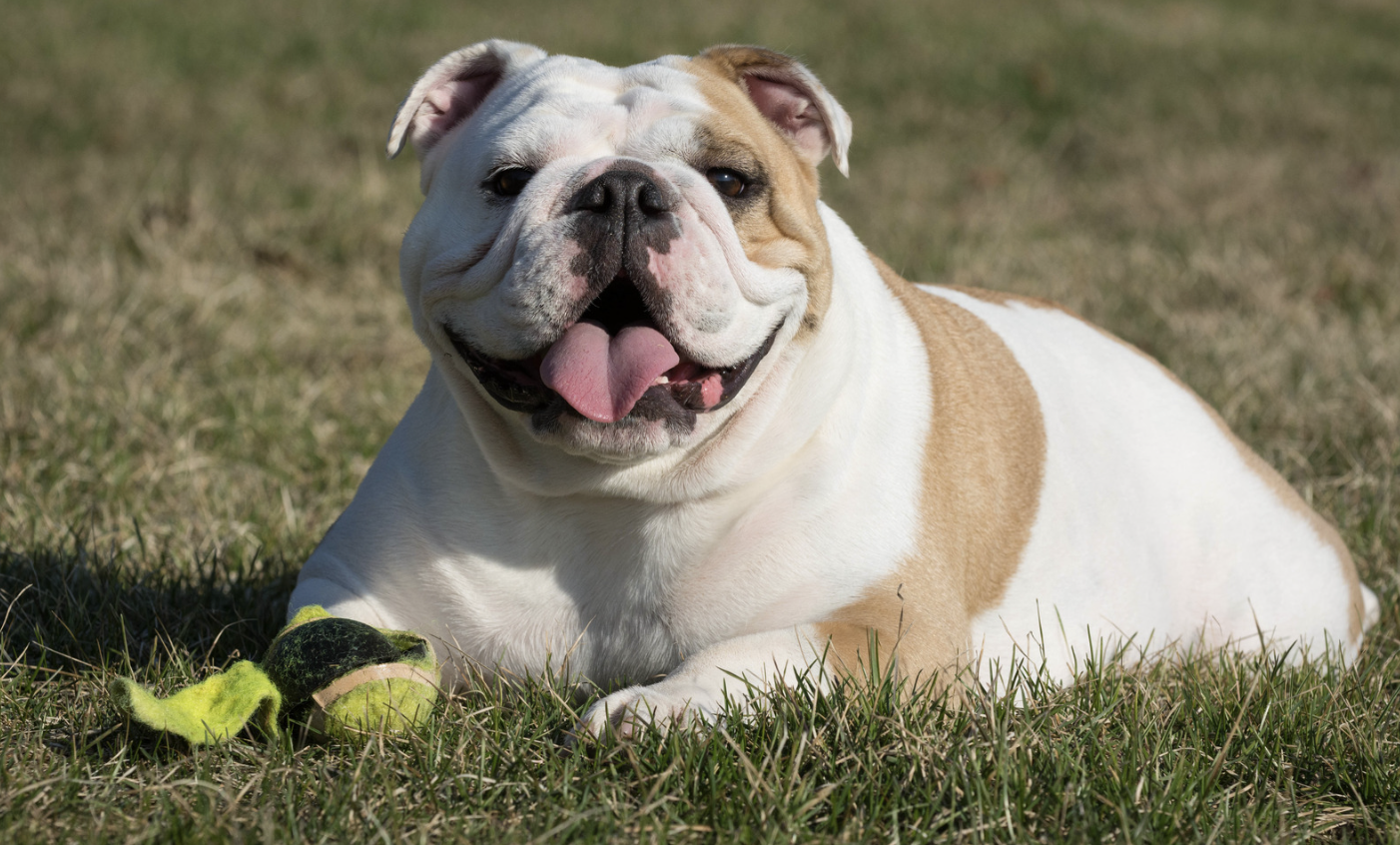 English Bulldog Names