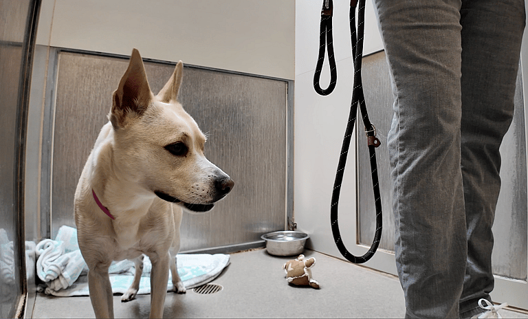 sitting with dogs 54