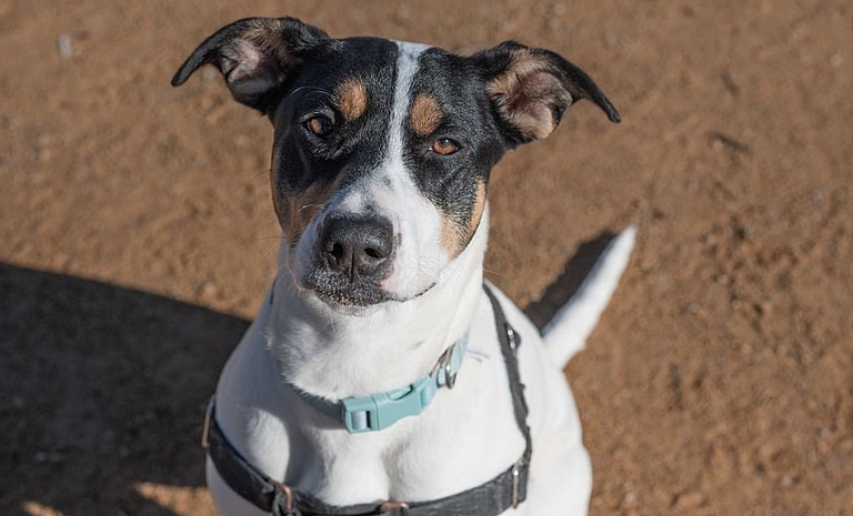 Jane, Dog up for adoption