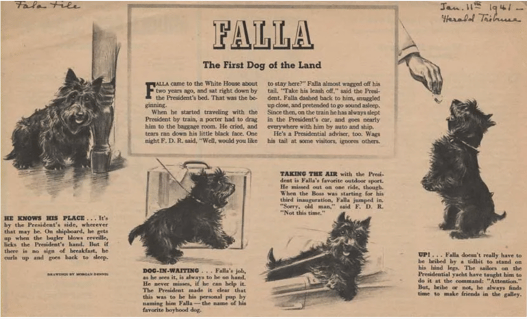Fala, the Scottish Terrier of President Franklin D. Roosevelt 