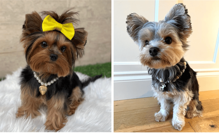 Parti Yorkies 