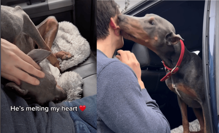 Dog Rescue: Shelter Dogs' Lives Transformed by Chance Encounter with Devoted Foster Family