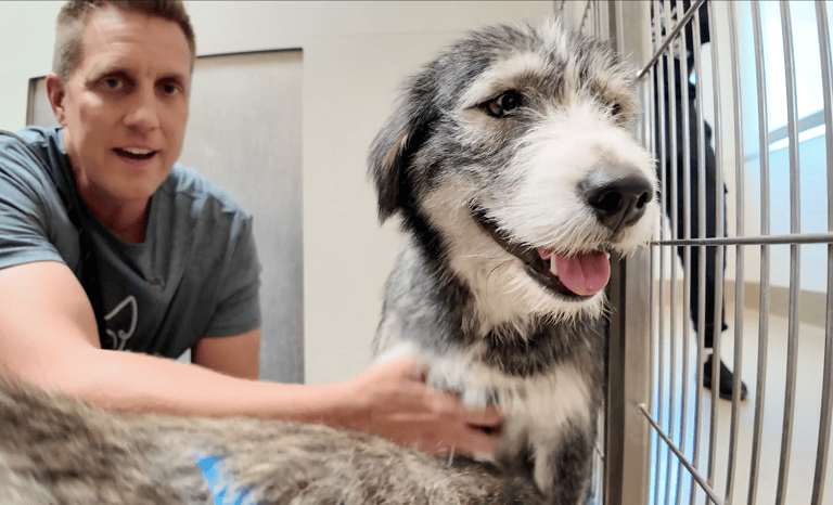 Sitting with dogs: Woody & Buzz