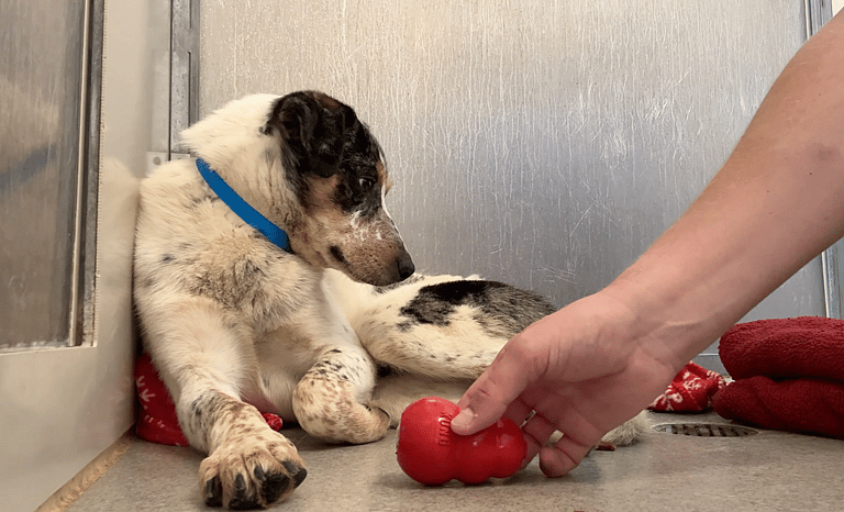 Sitting with dogs 44: How a Few Kind Words Transformed This Fearful Dog Into a Tail-Wagging Sweetheart