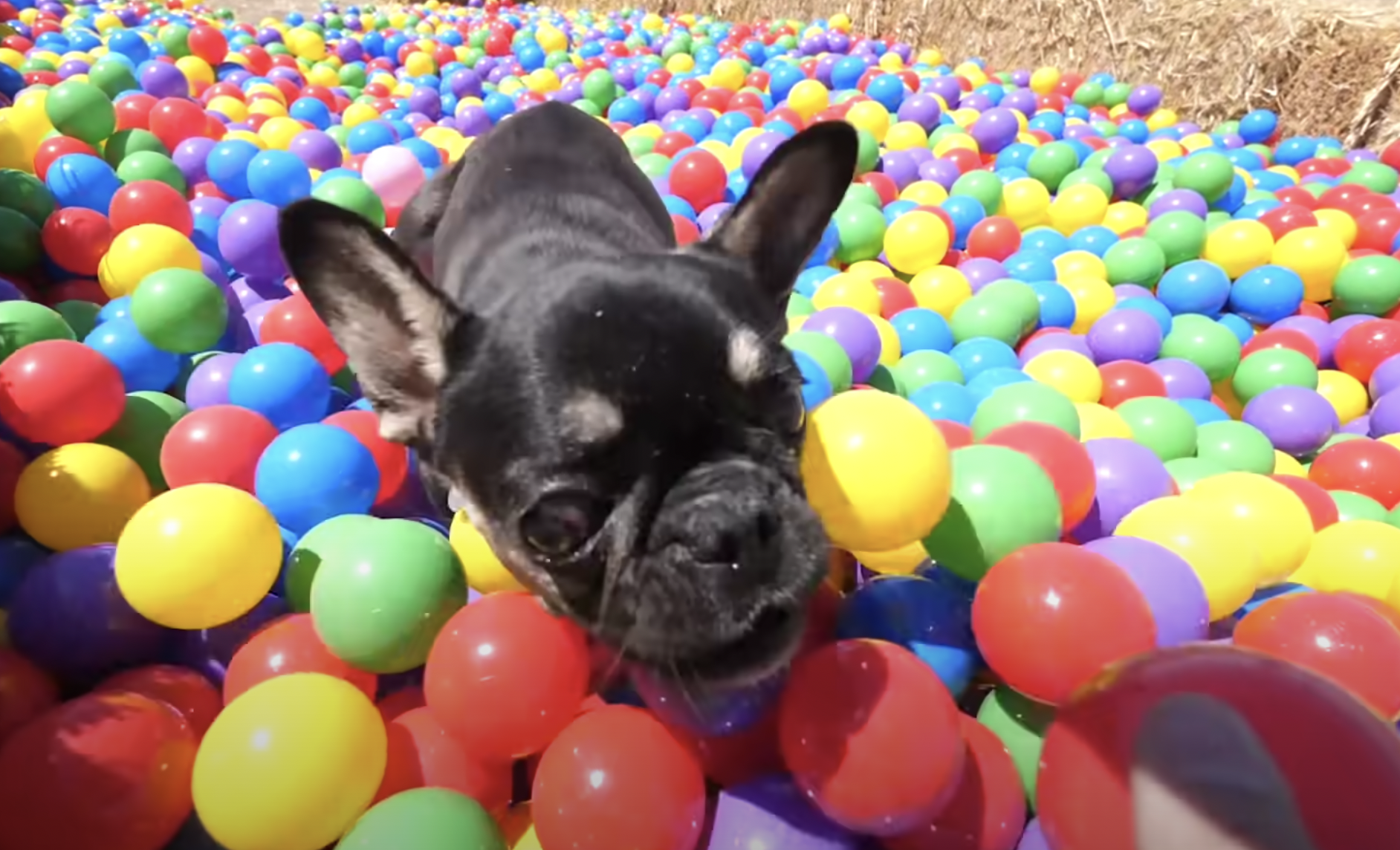 Watch This Frenchie's Reaction as He Dives into a Giant Ball Pit