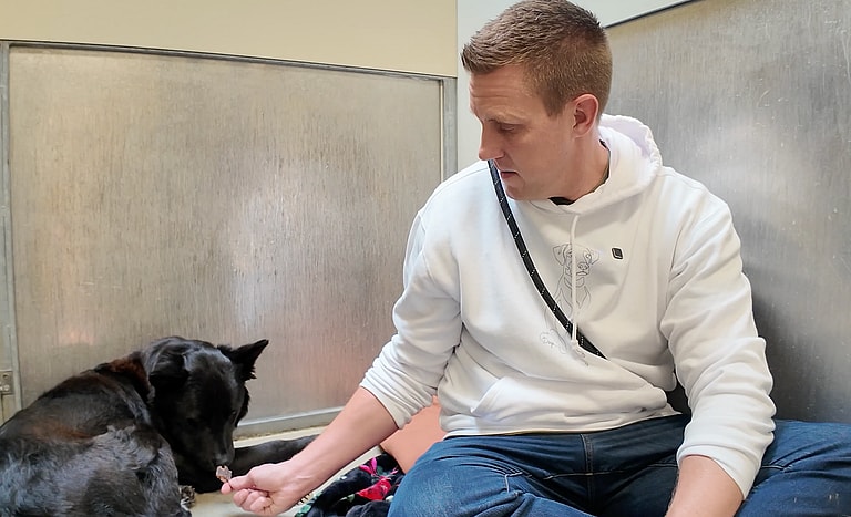 Sitting With Dogs - Honey