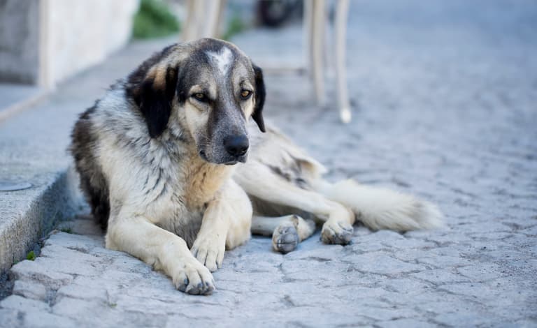 Stray Dog