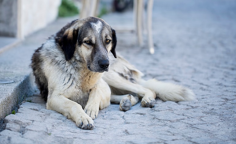 Stray Dog