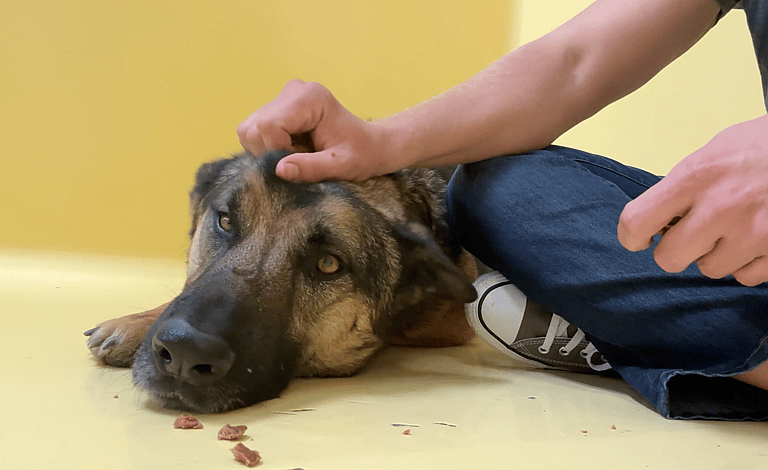 Sitting with dogs: Longest-Resident Shelter Dog Keeps Lonely Watch As People Overlook Him Day After Day
