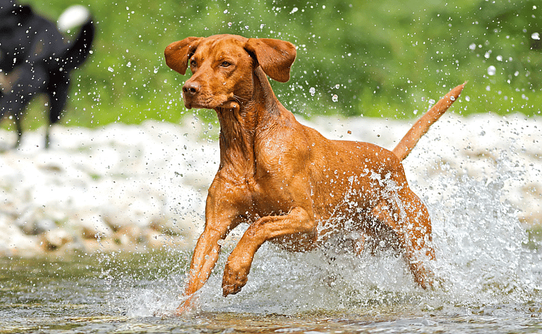 Fastest Dog Breeds