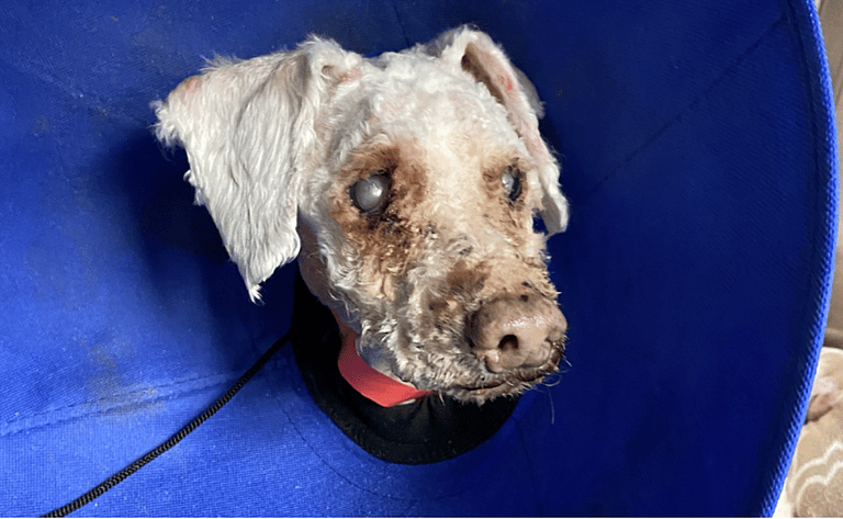 Dog Rescue: Blind 10-Year-Old Poodle Abandoned in Dumpster Has Luckiest Break Ever Thanks to Late Trash Pickup