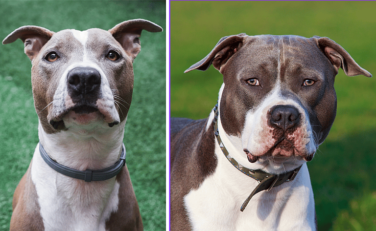 American Pit Bull Terriers vsAmerican Staffordshire Terriers