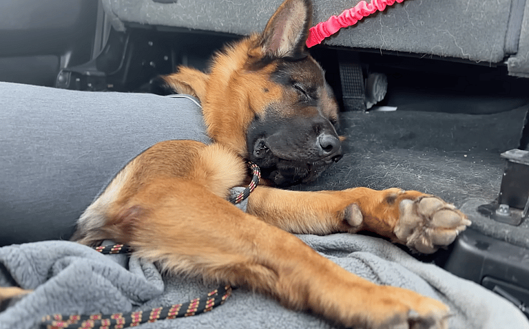 One-Eared German Shepherd