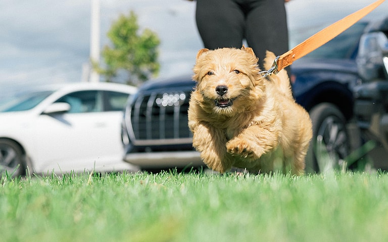 A leashed Goldendoodle running on grass, the Goldendoodle's lifespan is 10-15 years