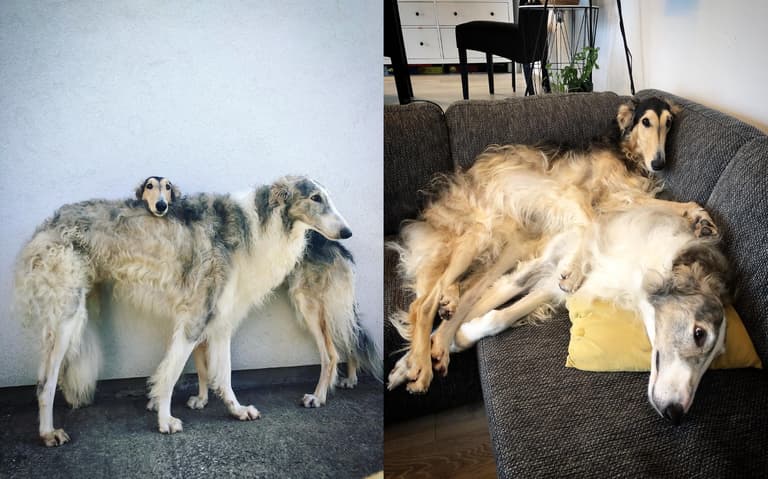 Dog with long nose