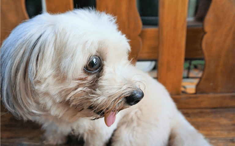 Crusty White Dog
