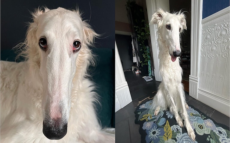 Dog with long nose
