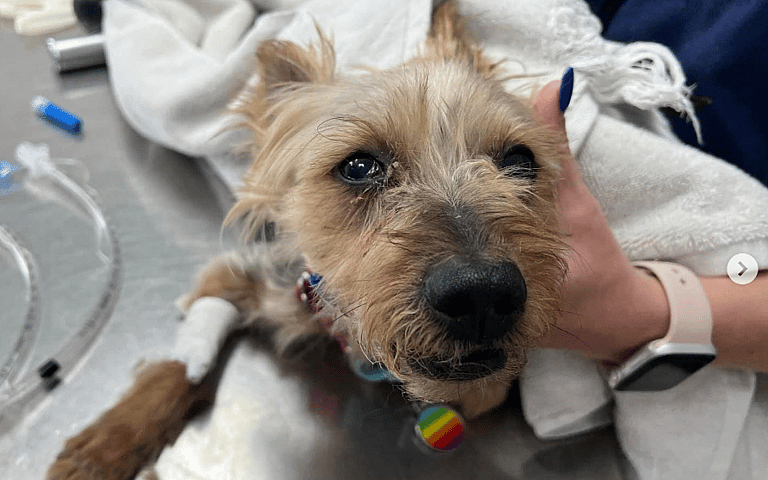 Neglected & Left to Die By Previous Owners, This Senior Yorkie is Ready to Love Again