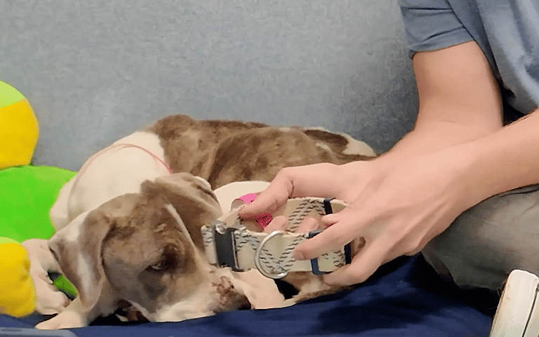 sitting with dogs #33: Valerie