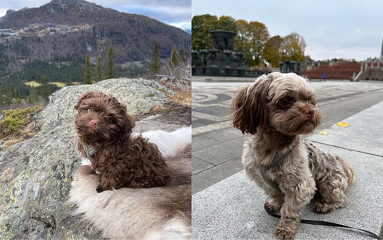 Louis: Russian Bolonka Puppy