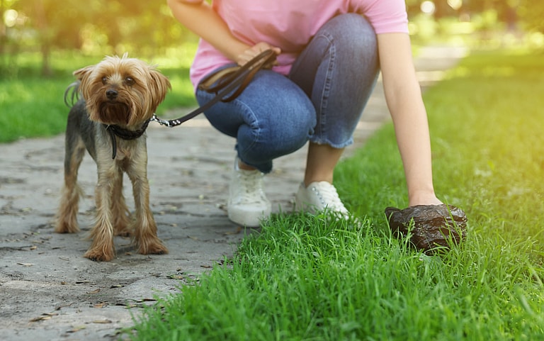 pick your dog's poop: Dog-Safe Insect Repellents