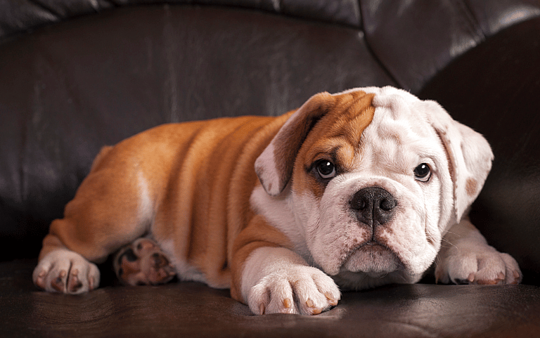 English Bulldog Names