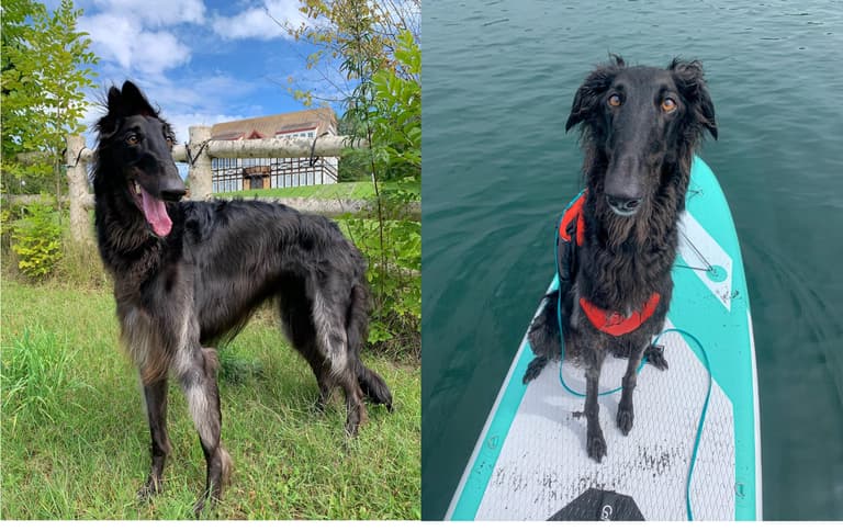Dog with long nose
