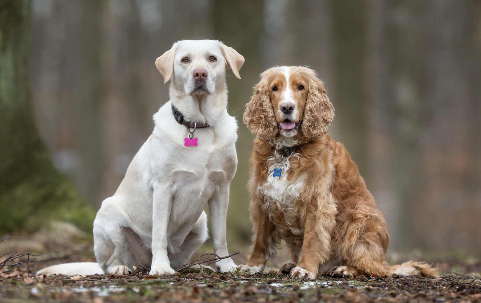 Gender-Neutral Dog Names