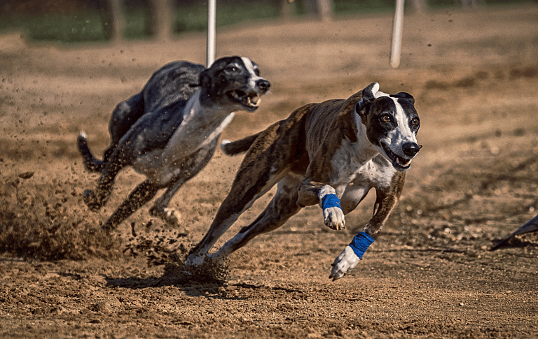 Fastest Dog Breeds