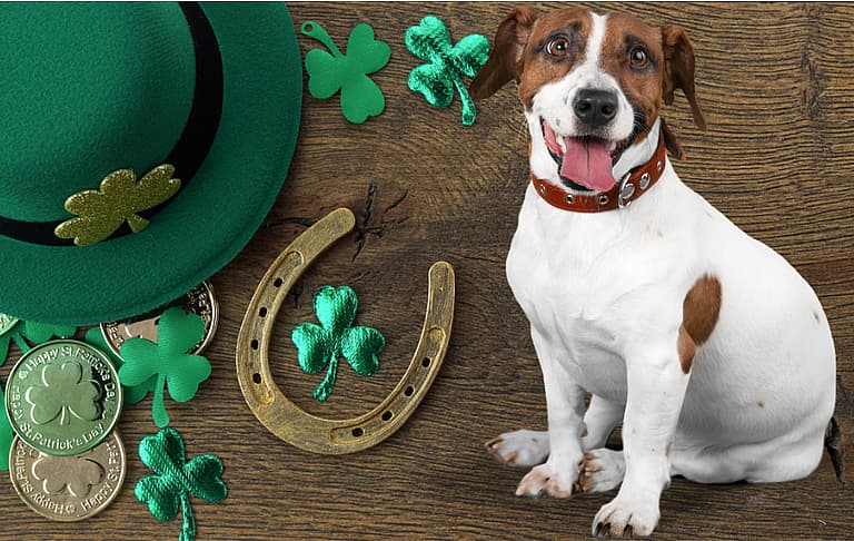 Irish Dog Names