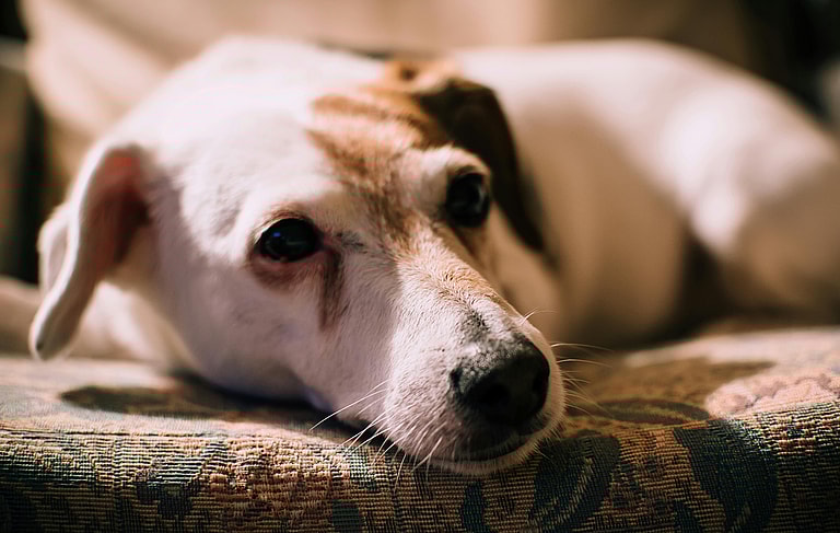 Tear Stains in Dogs