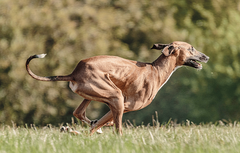 Fastest Dog Breeds