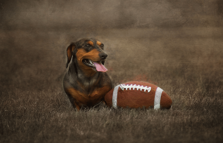 Football Inspired Dog Names