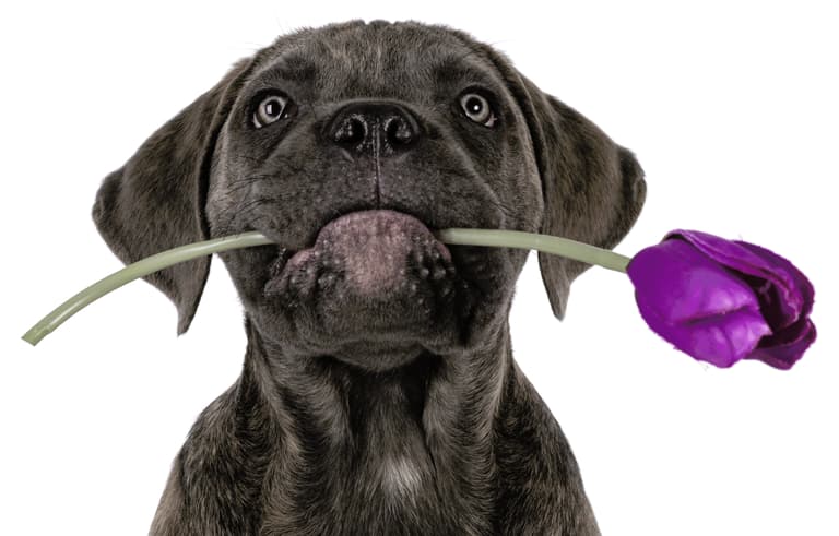 Cane Corso Names